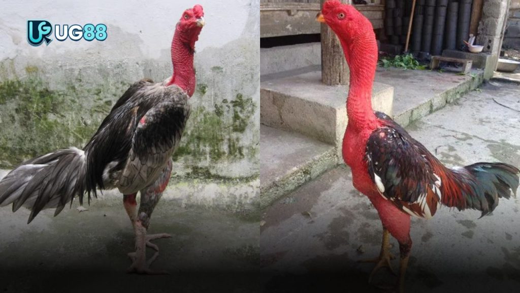 Gà Nòi (Gà Chọi)