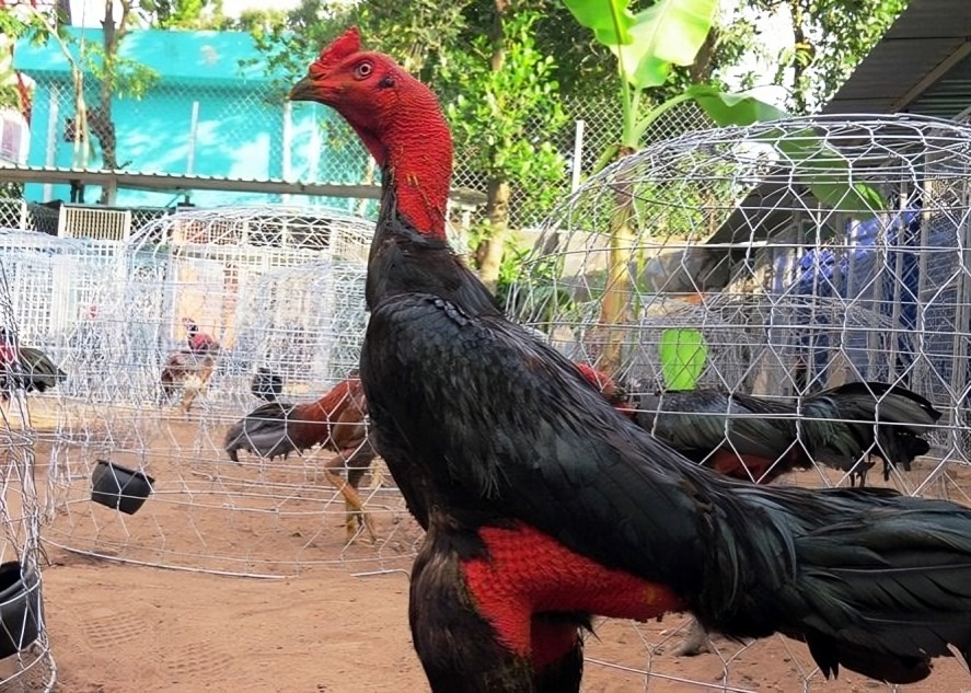 Gà Nòi (Gà Chọi)